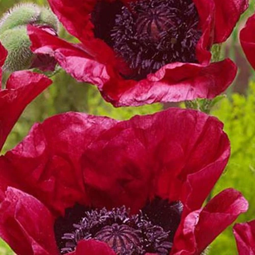 Pavot d'Orient Marlene Papaver orientale marlene