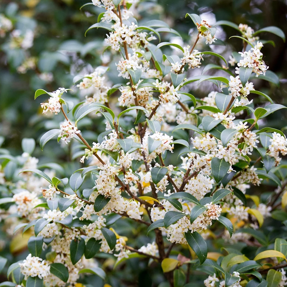 Osmanthe de Burkwood Osmanthus burkwoodii