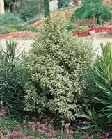 Pittosporum Tenuifolium en pot de 7 L