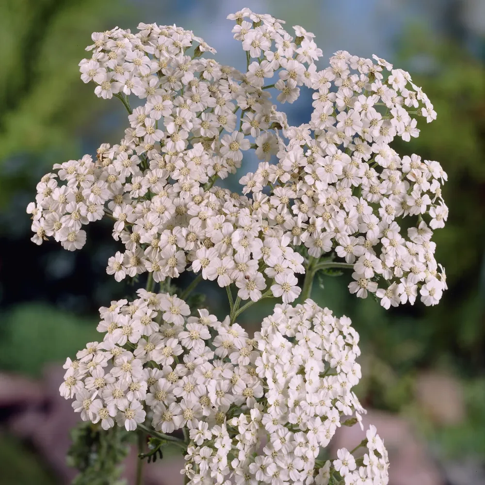 Achillée millefeuille Schneetaler Achillea millefolium Schneetaler