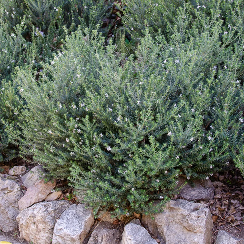 Romarin d'Australie Westringia fruticosa