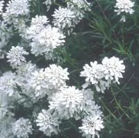 Iberis Sempervirens - La barquette de 6 plants
