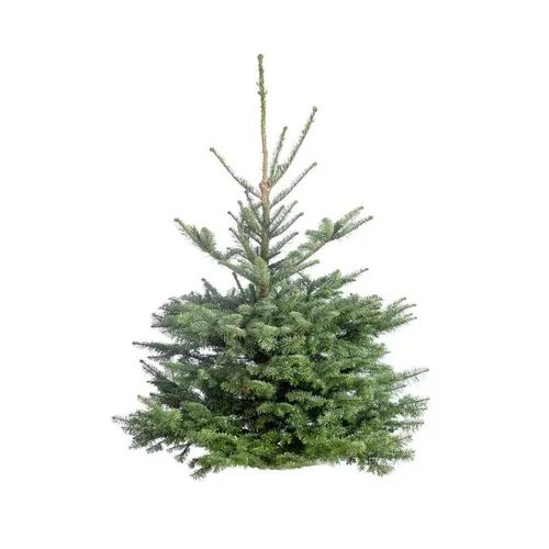Sapin de Noël naturel coupé Nobilis - de 175 à 200 cm