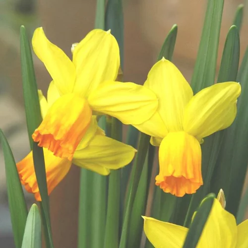 Narcisse - La coupe de 49 cm