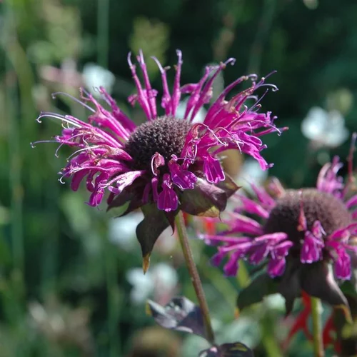 Monarde didyma balmy purple violette en pot de 2 L