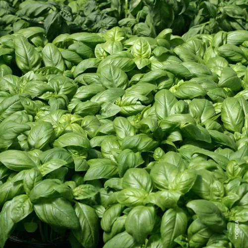 Basilic Bio. Le pot de 1 litre