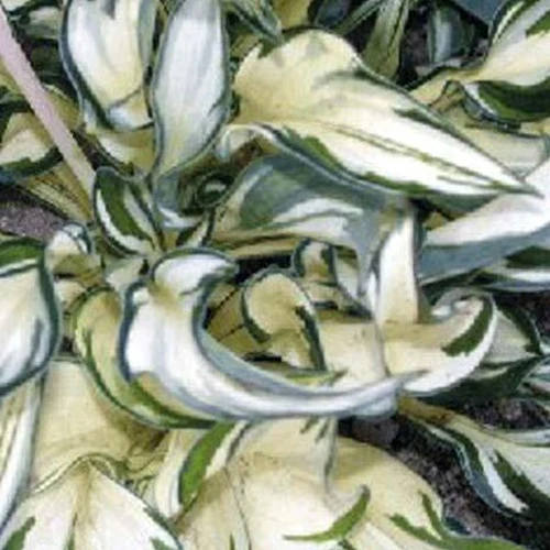 Hosta Fireworks Hosta fireworks