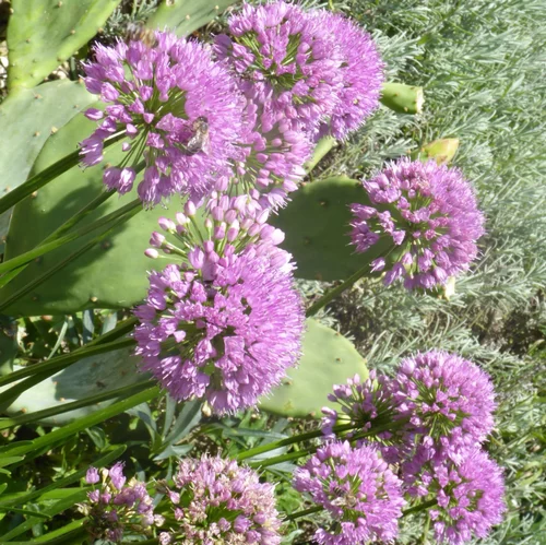 Allium Millenium. Le pot de 2,5 litres