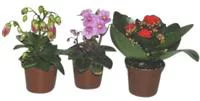 Campanule Get me Plante Baby en pot Ø 5,5/6 cm