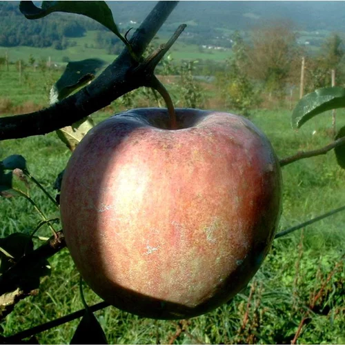 Pommier Fuji. Le pot de 12 litres, forme gobelet