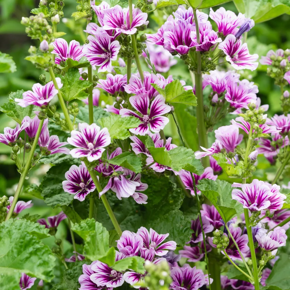 2 Mauves zébrées Malva sylvestris Zebrina