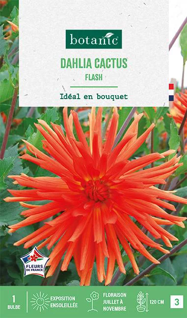 Bulbe de fleurs Dalhia cactus Flash botanic® - 1 bulbe