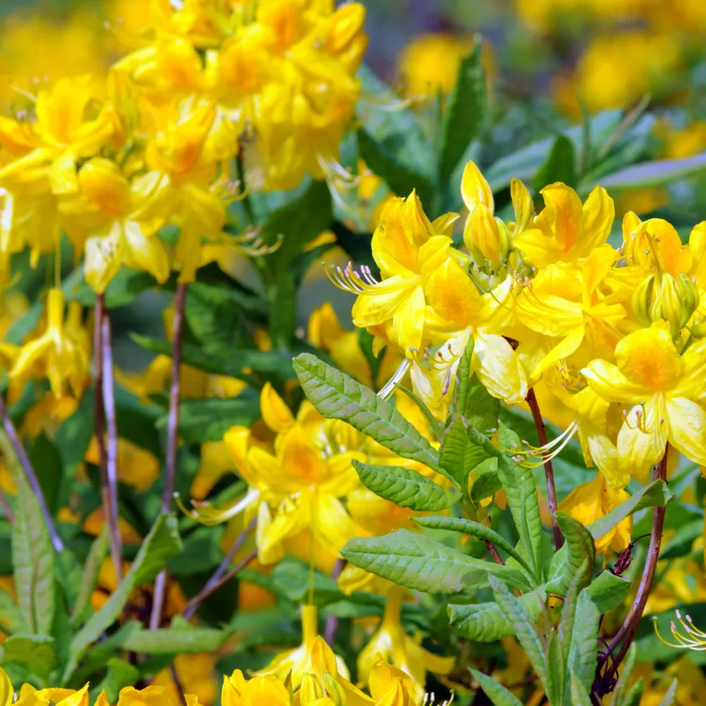 Azalée de Chine jaune Rhododendron (Azalea) mollis Harvest Moon