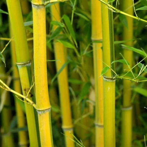 Bambou phyllostachys aureosulcata spectabilis vert pot de 30L