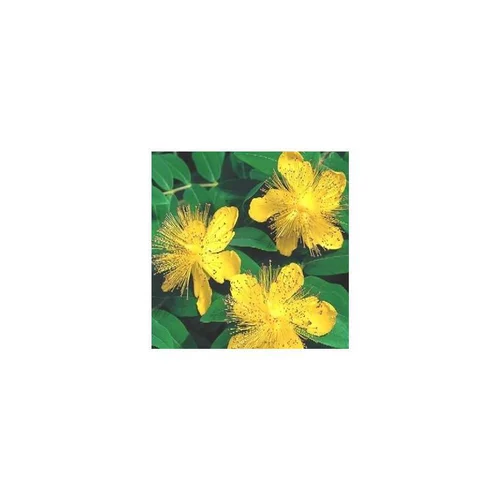 Hypericum Miracle Blossom en pot