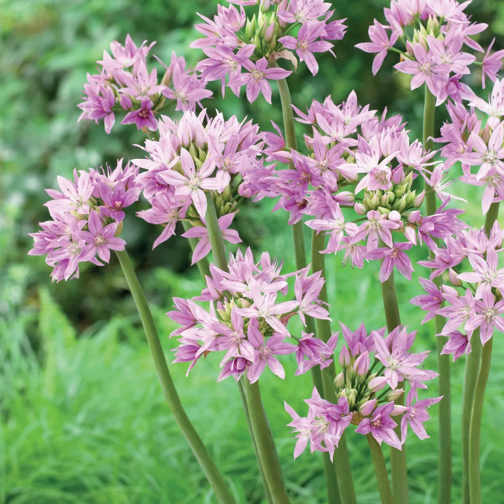 20 Alliums Eros Allium unifolium Eros