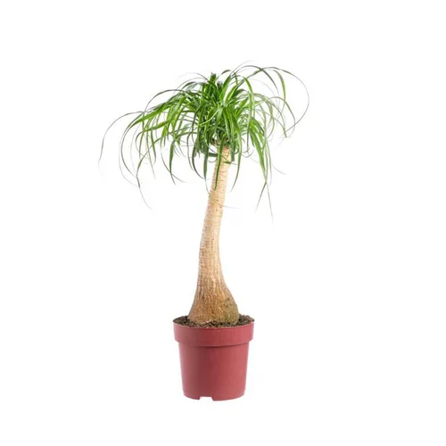BEAUCARNEA