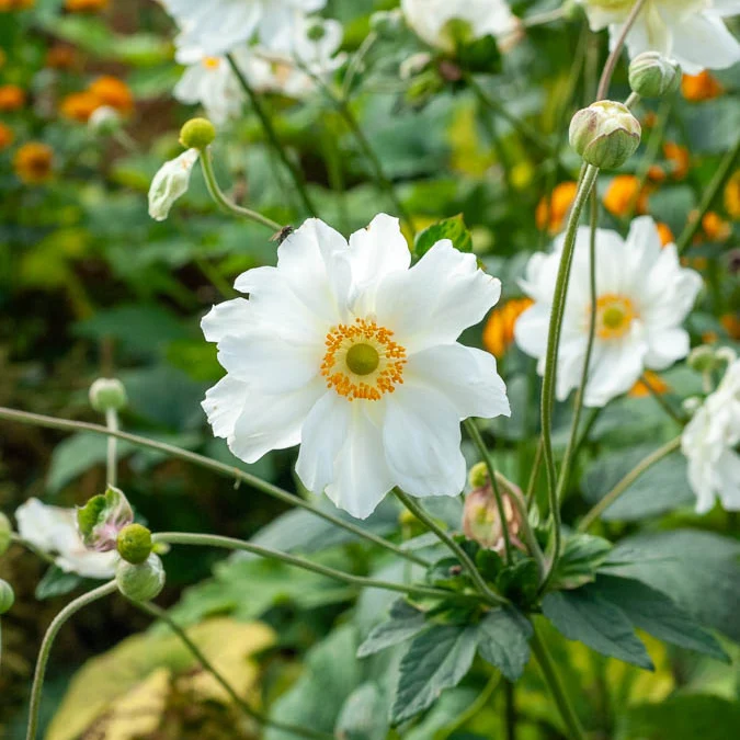 Anémone du Japon Whirlwind Anemone hybrida whirlwind