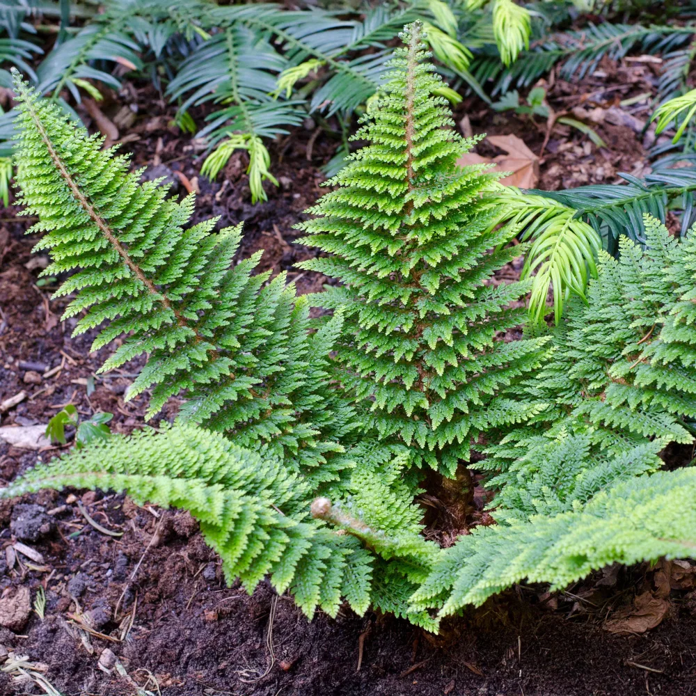 Polystic à cils raides Plumosum Densum - Fougère Polystichum setiferum plumoso-densum