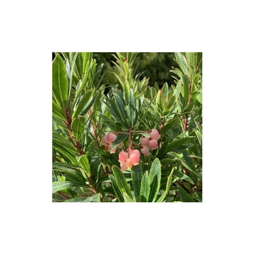 Arbousier (Arbutus Unedo) Mercurius. Le pot de 4 litres