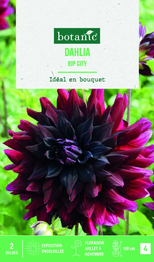 Bulbes de fleurs Dahlia semi-cactus rip City botanic® - 2 bulbes