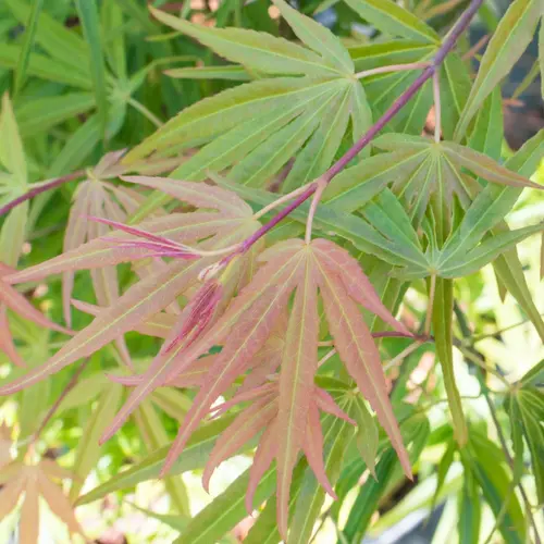 Erable du Japon (ACER PALMATUM SCOLOPENDRIFOLIUM ) Le pot de 15 litres