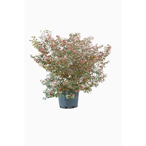 Loropetalum Chinense Fire Dance rose en pot de 30 L