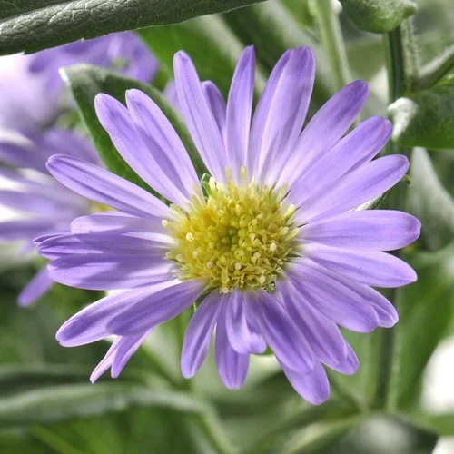 Aster Dumosus à fleurs multicolores - Le pot de 1 litre