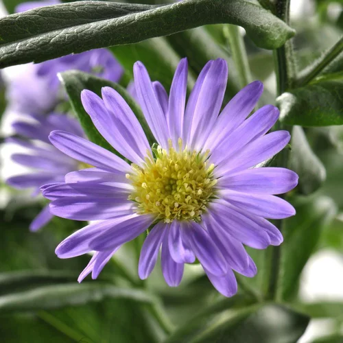 Aster D'Automne. Le pot de 2,5 litres