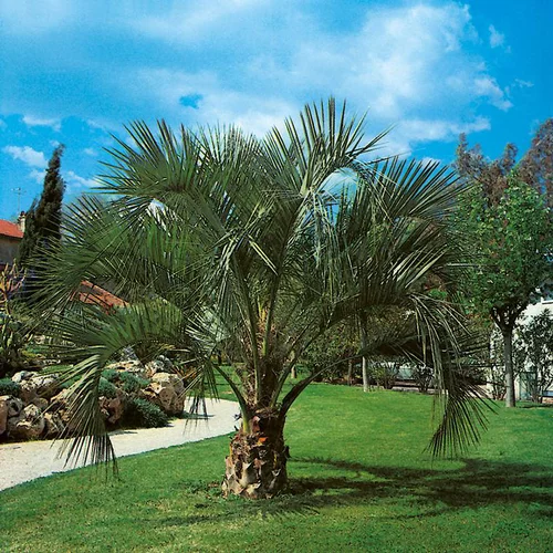 Cocotier du Brésil - pot 70 L