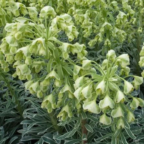 Euphorbe des garrigues Glacier Blue Euphorbia characias Glacier Blue