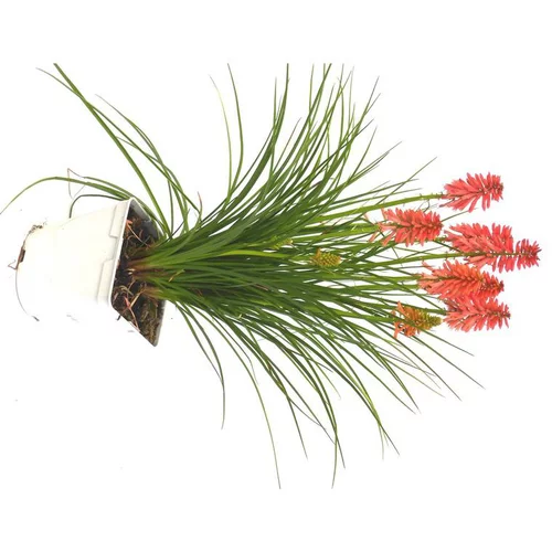Kniphofia ou Tritoma Poco Varié à fleurs oranges - Le pot de 7,5 litres