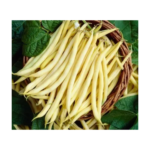 Semences bio et reproductibles de Haricot nain mangetout beurre Dior