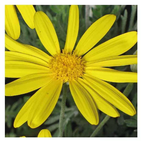 Euryops jaune - Le pot de 9 x 9 cm