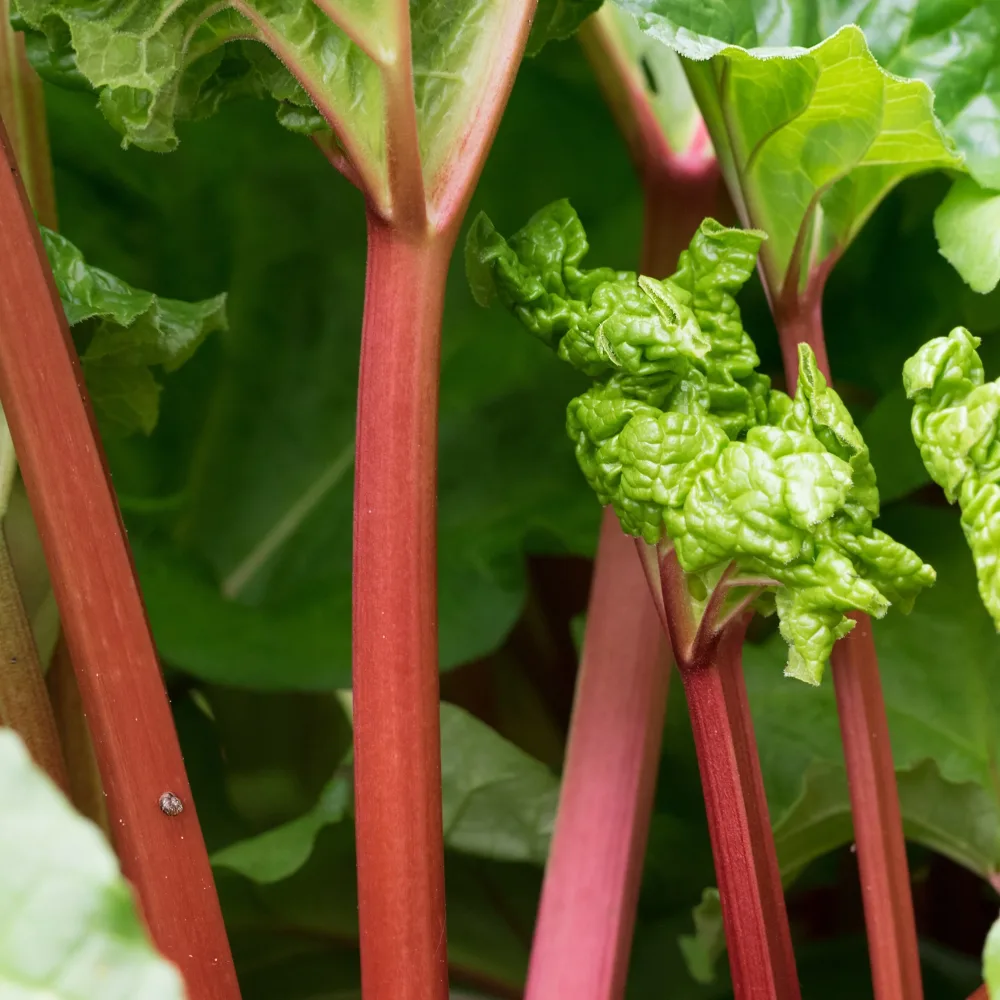 Rhubarbes Rheum rhabarbarum