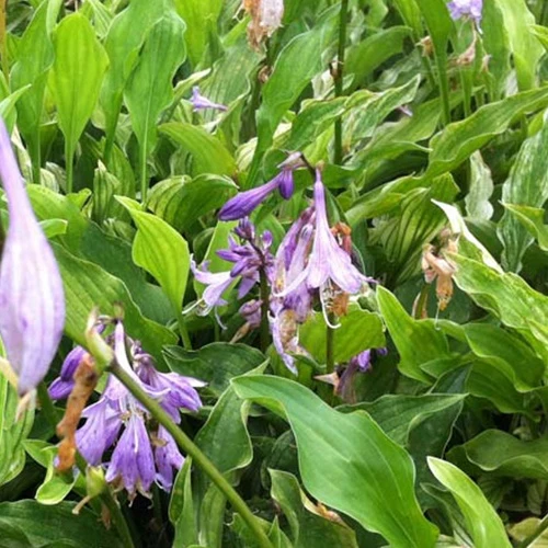 Hosta Out House Delight Hosta out house delight