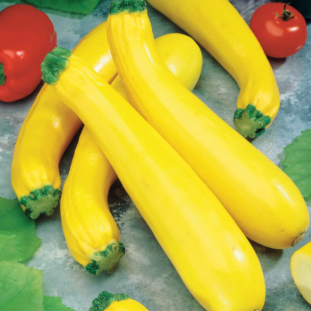 Courgette Parador F1 Cucurbita pepo parador f1 (obt. gautier)