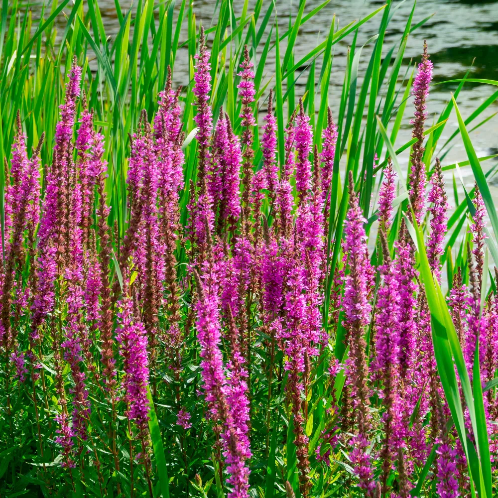 Salicaire Lythrum salicaria
