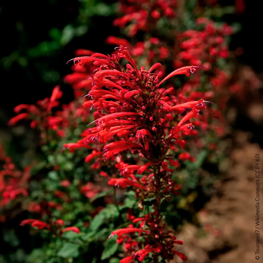 Agastache Kudos Red Agastache Kudos Red