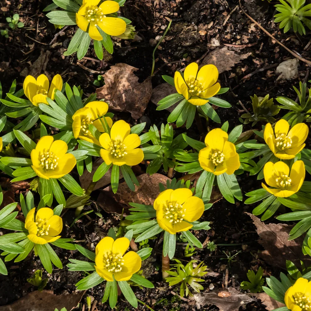 10 Helléborines Eranthis hyemalis