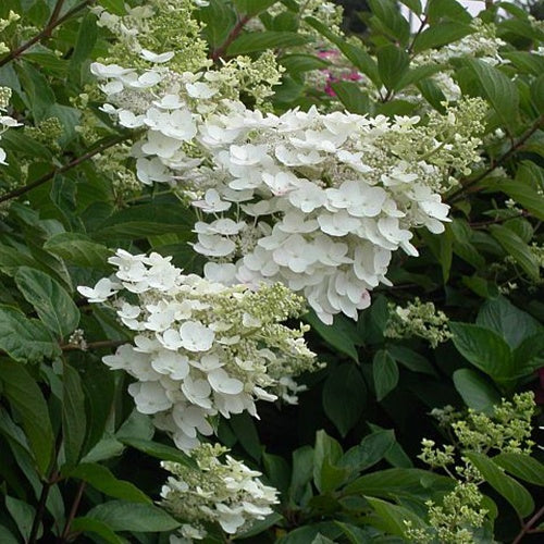 Hortensia paniculé October Bride Hydrangea paniculata october bride