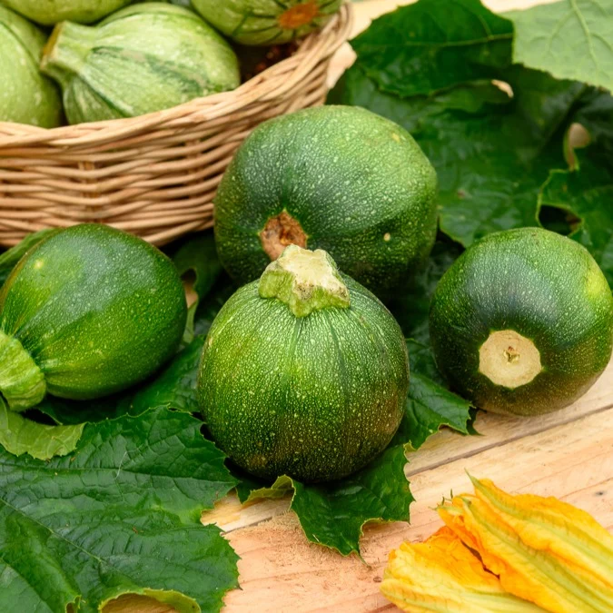 Courgette Eight Ball F1 Cucurbita pepo