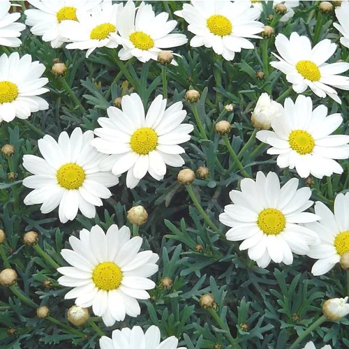Anthémis (Fausse Camomille ou Camomille des teinturiers) à fleurs multicolores - Le pot de 1 litre
