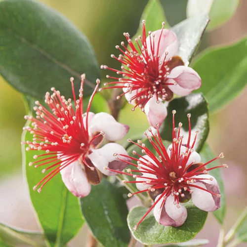 Feijoa (Goyavier du Brésil) vert. Le pot de 3 litres