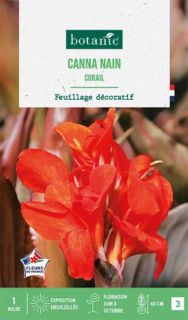 Bulbe de fleurs Canna nain Corail botanic® - 1 bulbe