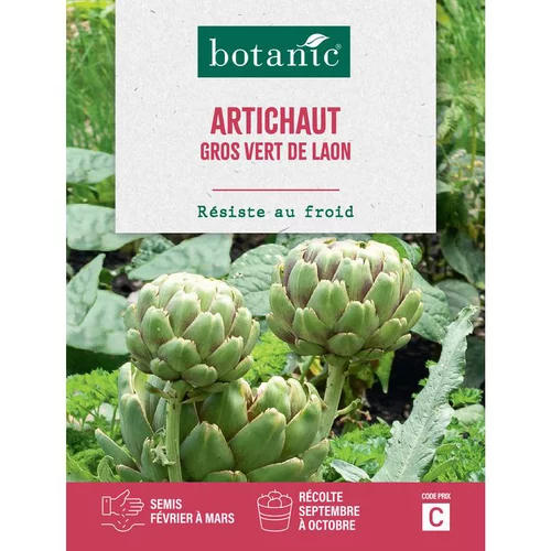 Graines de artichaut gros vert de Laon botanic® - graines à semer