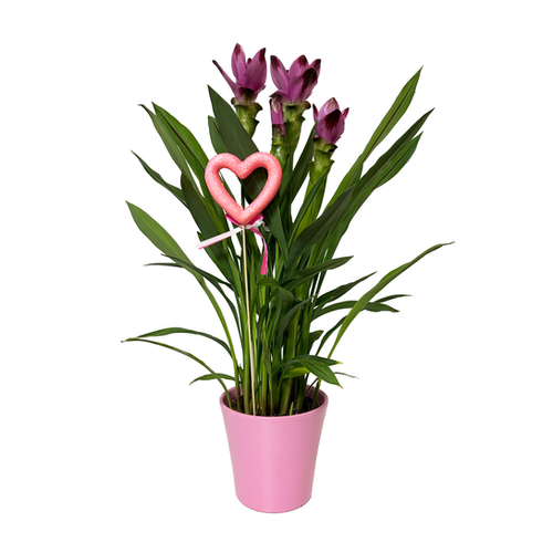CURCUMA SPLASH - POT Ø19CM