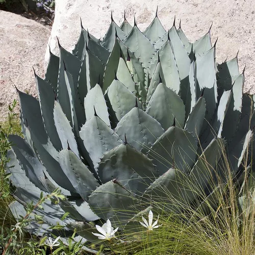 Agave tête de chou Globe. Le pot de 3 litres