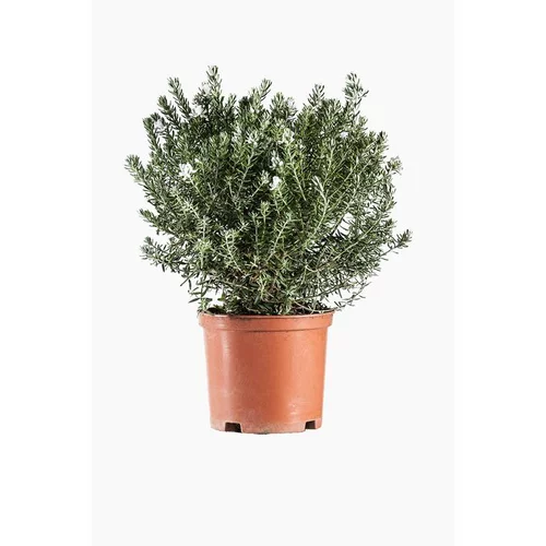 Romarin d'Australie. Le pot de 15 litres