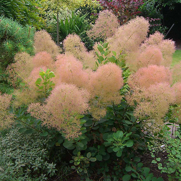 2 x Arbre à perruque 'Young Lady' – Cotinus coggygria 'Young Lady', 40-60 cm pot